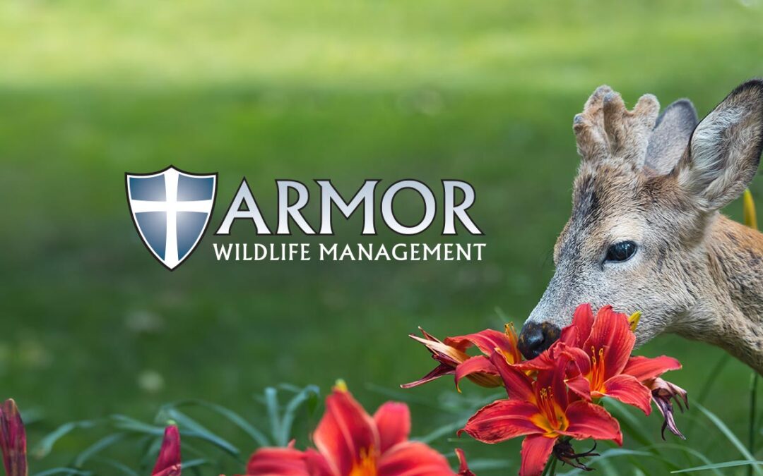 Armor Wildlife Management